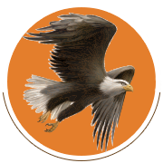 Church Eagle Level